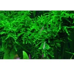 Tropica Akvarieplanter Tropica Vesicularia ferriei Weeping 1-2-GROW