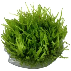 Tropica Akvarieplanter Tropica Vesicularia ferriei Weeping 1-2-GROW