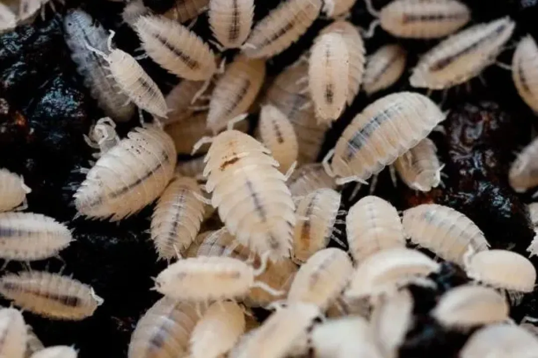 Foder til Krybdyr Tropiske bænkebidere (Trichorhina tomentosa)