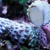 Saltvandsfisk Turbosnegl (Tectus fenestratus) Kæmpe snegl