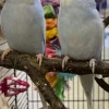 Fugle fra hele Verden Undulat unge (Melopsittacus Undulatus)