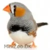 Fugle fra hele Verden Zebrafinke (Taeniopygia guttata)